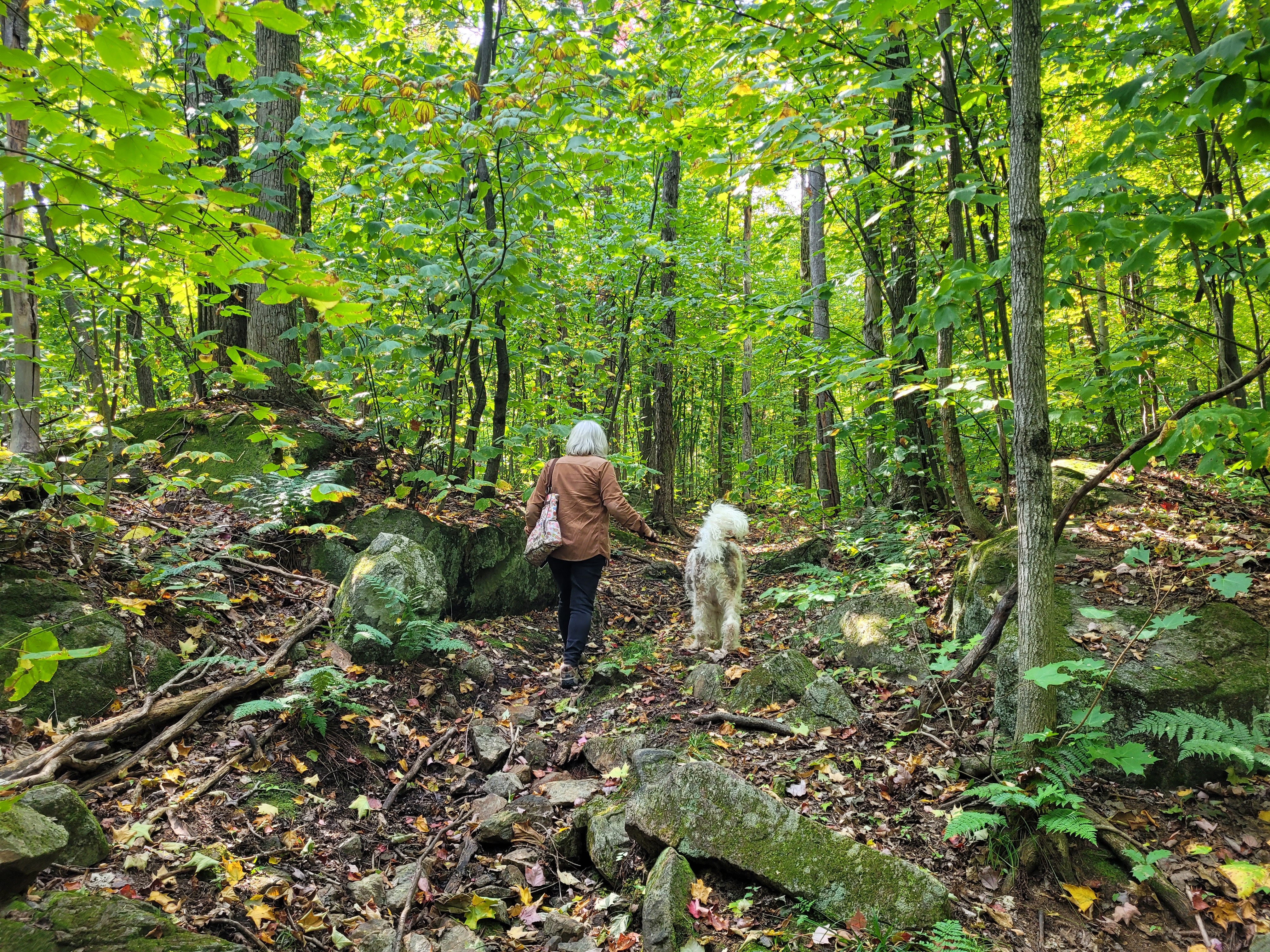 dame et son chien marchant dans la forêt
