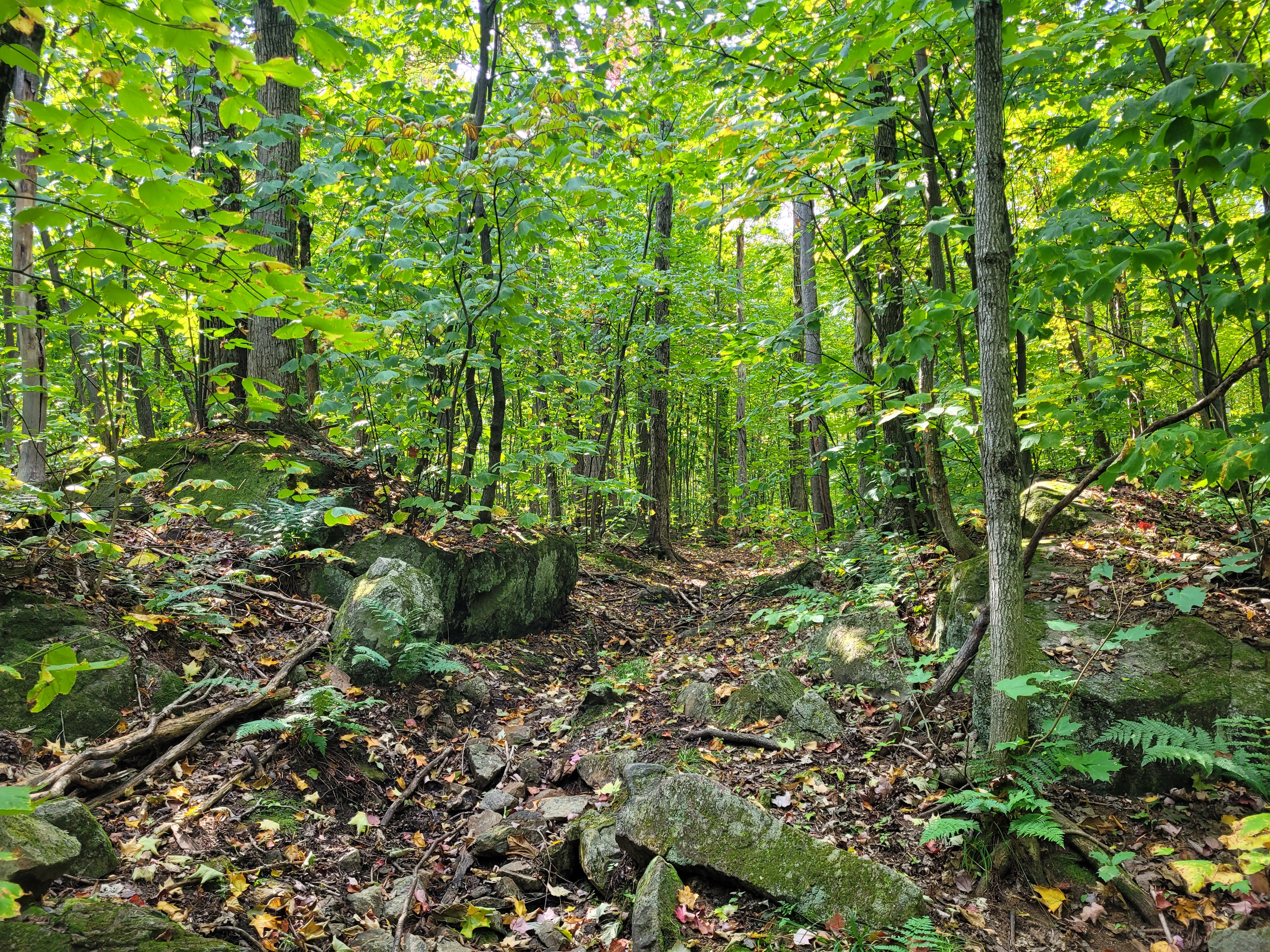 forêt en été