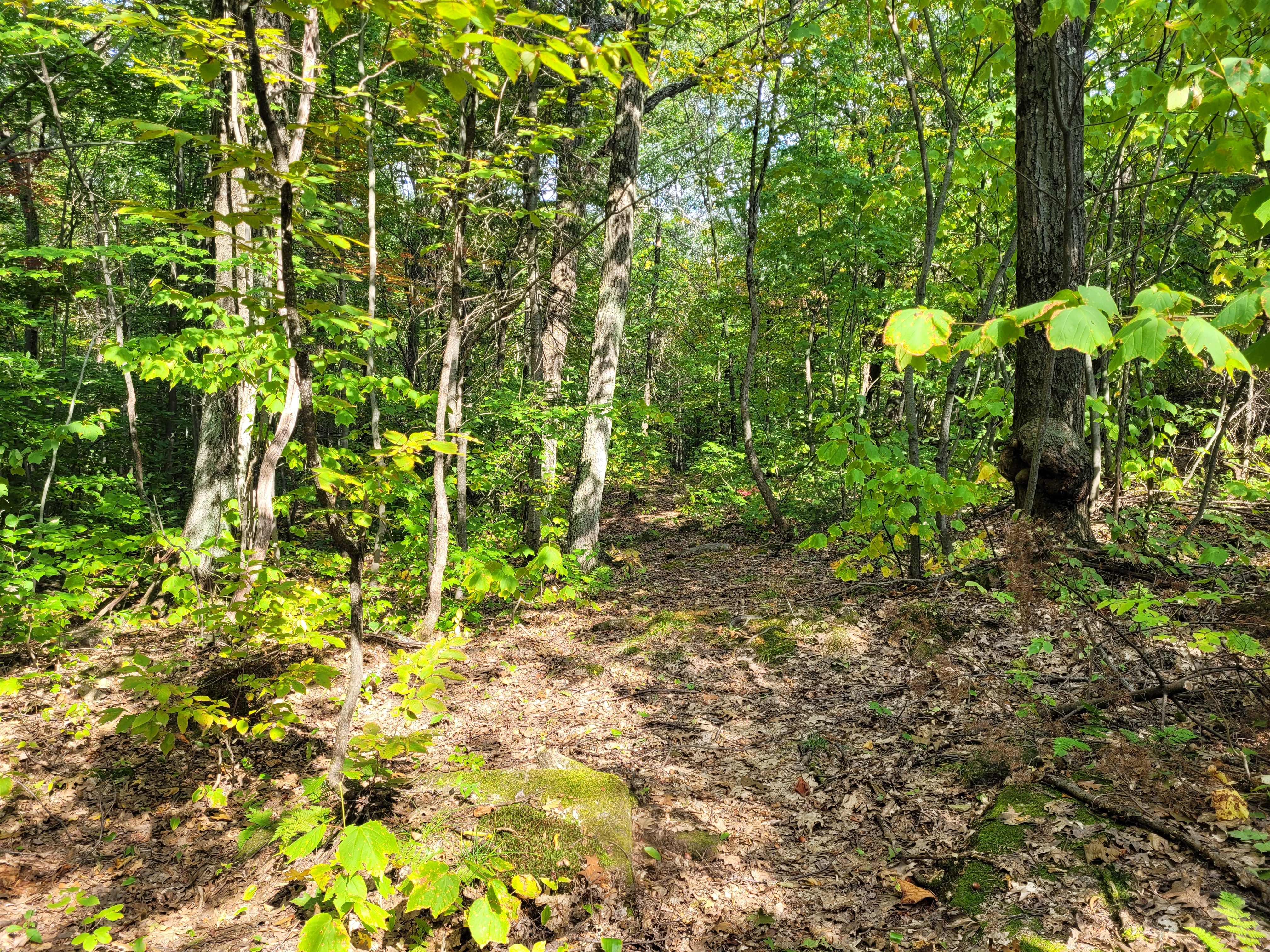 sainte Sophie forêt